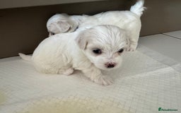 Maltese dogs for sale: 5 Generation KC registered Maltese - Image 2
