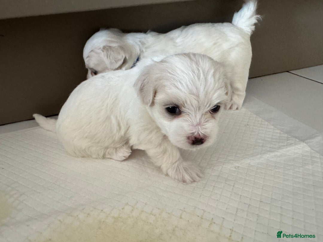 Maltese dogs for sale: 5 Generation KC registered Maltese - Image 2