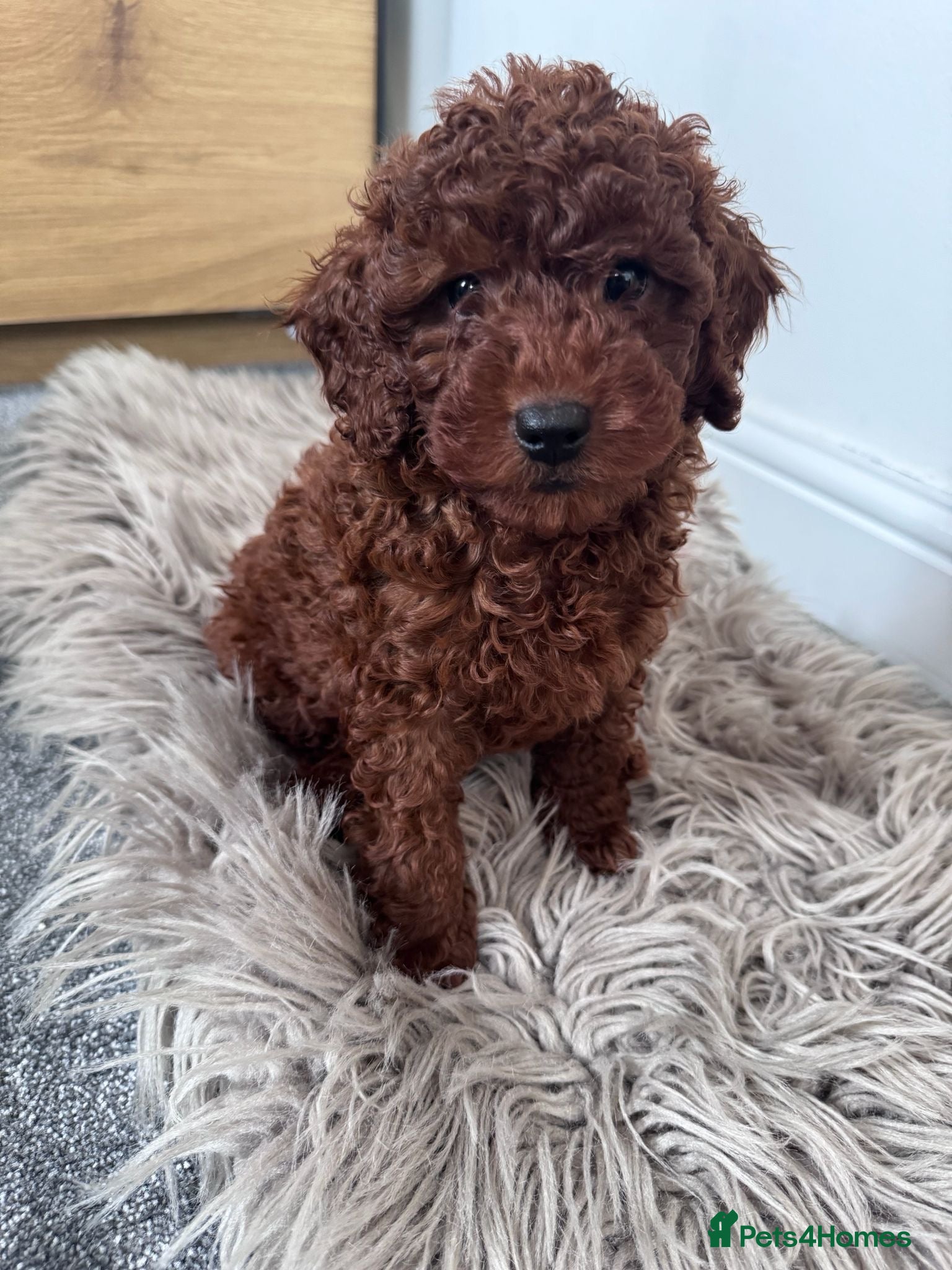 Toy Poodle dogs 5 stars Red toy Poodle boy - Advert 1