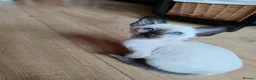 Siamese cats for sale: Gorgeous Siamese kittens!!! - Advert 16