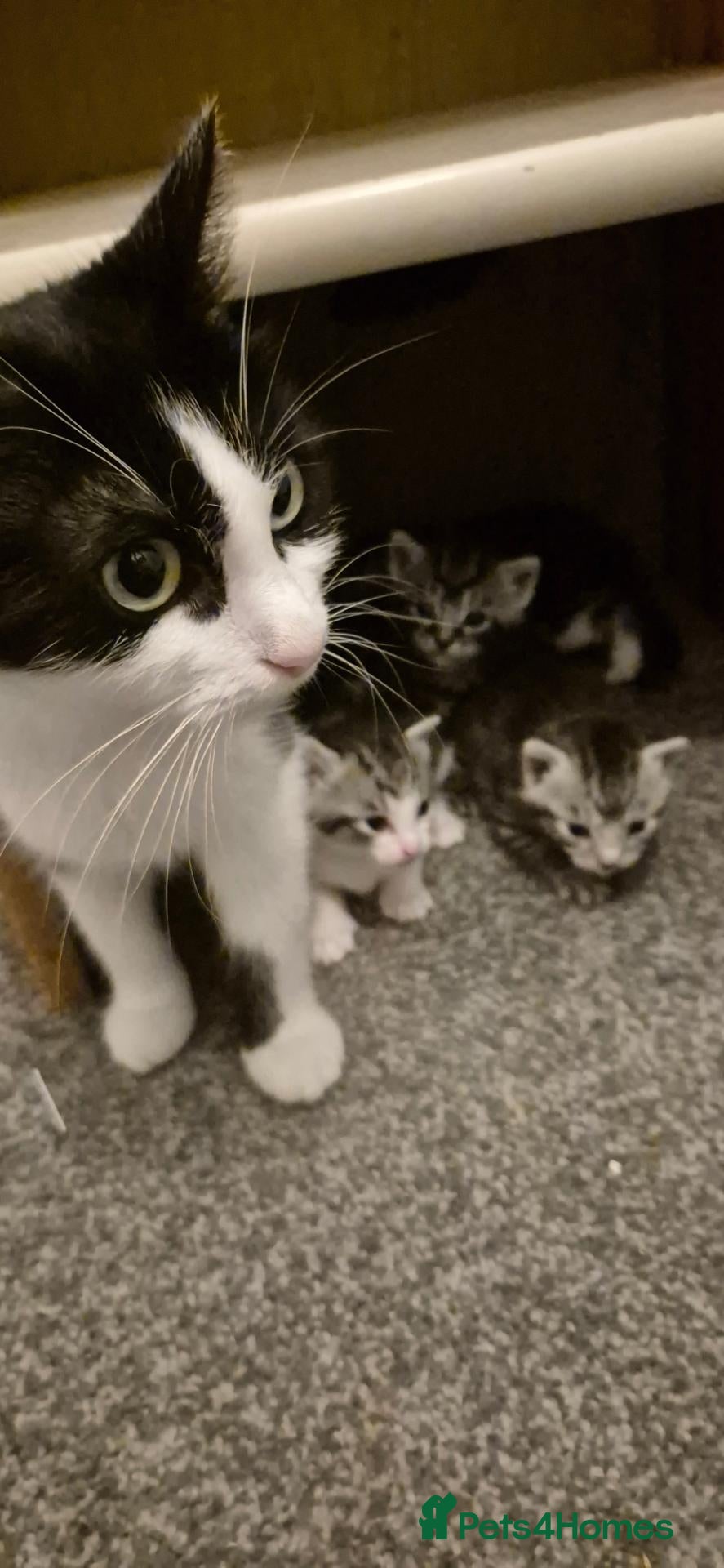 Mixed Breed cats Kittens for sale - Advert 14