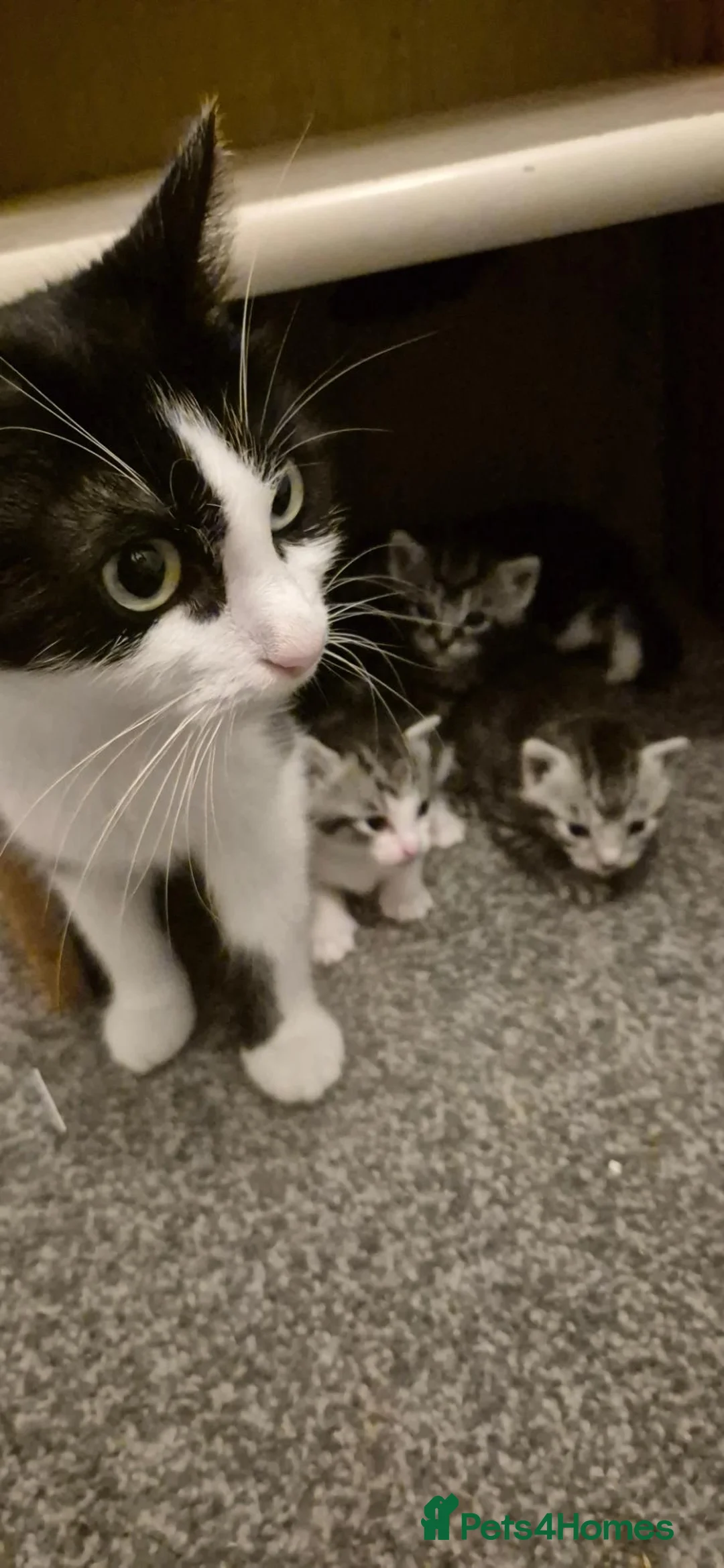 Mixed Breed cats for sale: Kittens for sale in Southampton - Advert 1