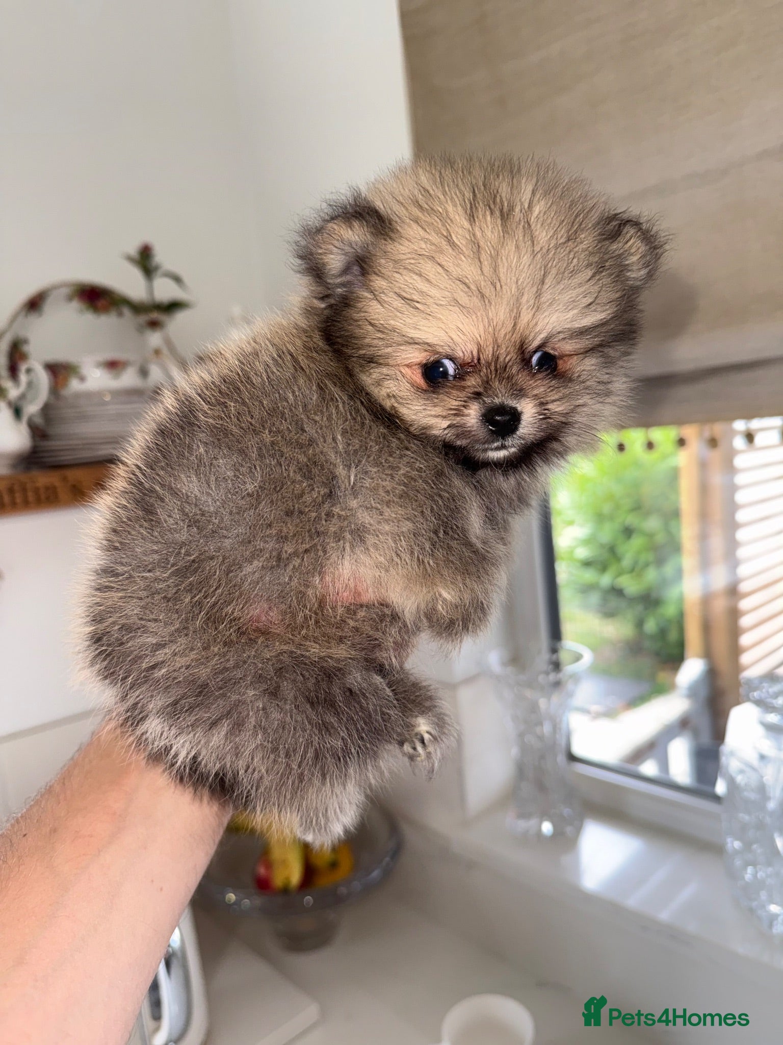 Pomeranian dogs Tiny Russian Teddy Pomeranians  - Advert 1