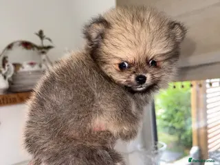 Pomeranian dogs Tiny Russian Teddy Pomeranians - Advert 1