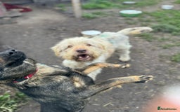 Mixed Breed dogs for adoption: SZITA, a Lovely Big Girl - for a Loving Home - Image 9