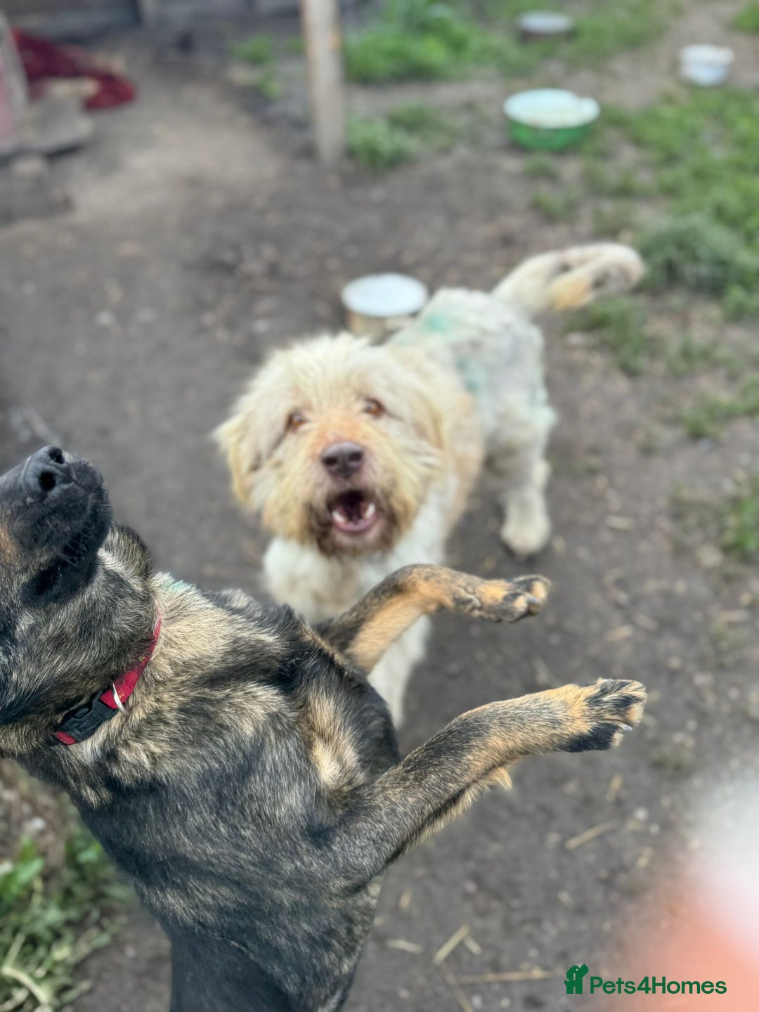 Mixed Breed dogs for adoption: SZITA, a Lovely Big Girl - for a Loving Home - Image 9
