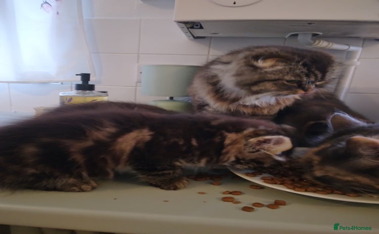 Mixed Breed cats - Advert 3