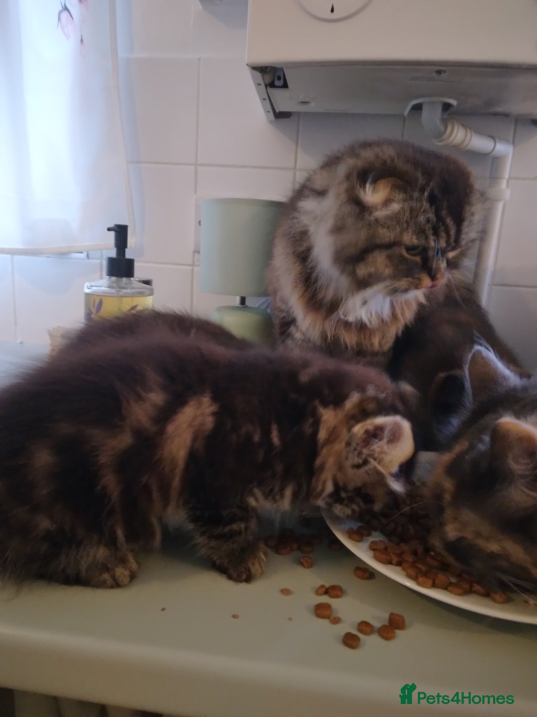 Mixed Breed cats for sale: Scottish fold cross kitten - Image 1