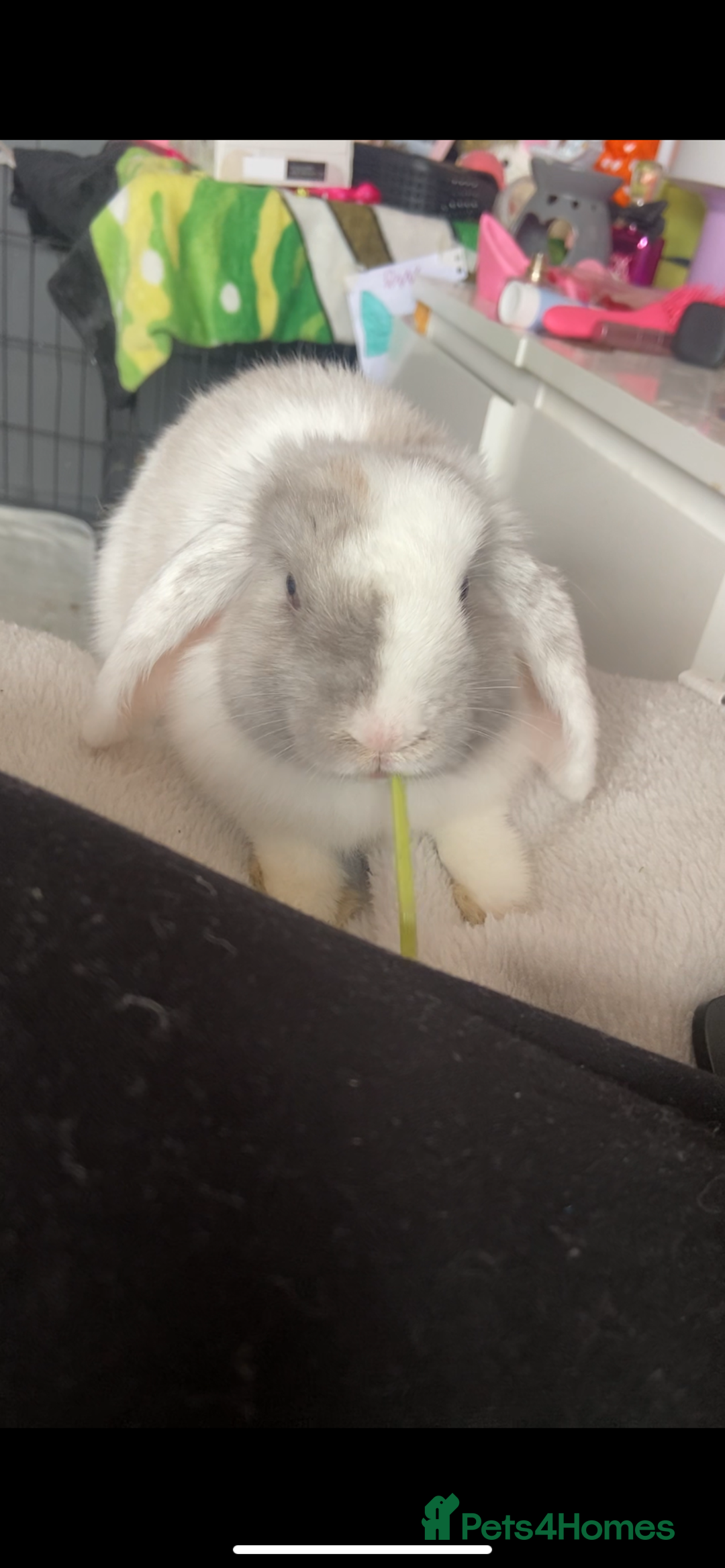 Mini Lop rabbits for sale: Female mini lop  - Image 3