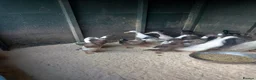 Waterfowl poultry for sale: Hatching eggs for sale - Advert 10
