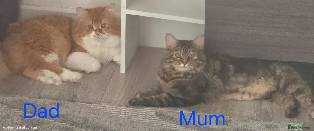 Mixed Breed cats for sale: Adorable Ragdoll x Persian Kittens – 2 Left - Advert 23