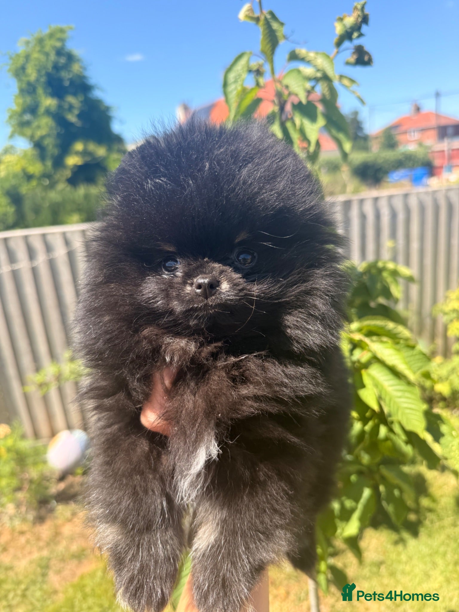 Pomeranian dogs Stunning black and silver male Pomeranian  - Advert 10