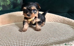 Yorkshire Terrier dogs for sale: 6 adorable puppies  - Image 4