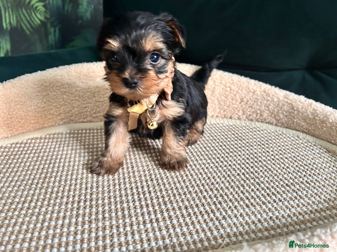 Yorkshire Terrier dogs for sale: 6 adorable puppies  - Image 4