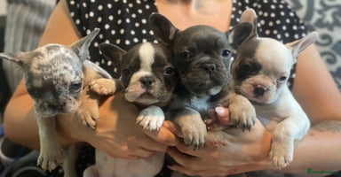French Bulldog dogs - Advert 7