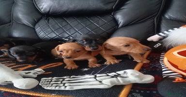 Miniature Dachshund dogs - Advert 9