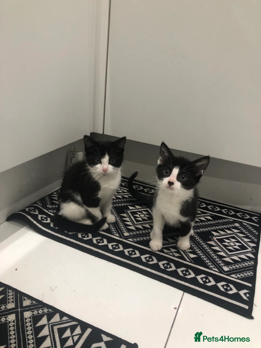 Mixed Breed cats for sale: 3 Lovely Kittens Ready Now  - Advert 2