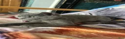 Mixed Breed cats for sale: Last Absolutely stunning bsh x Russian Blue boys - Advert 5