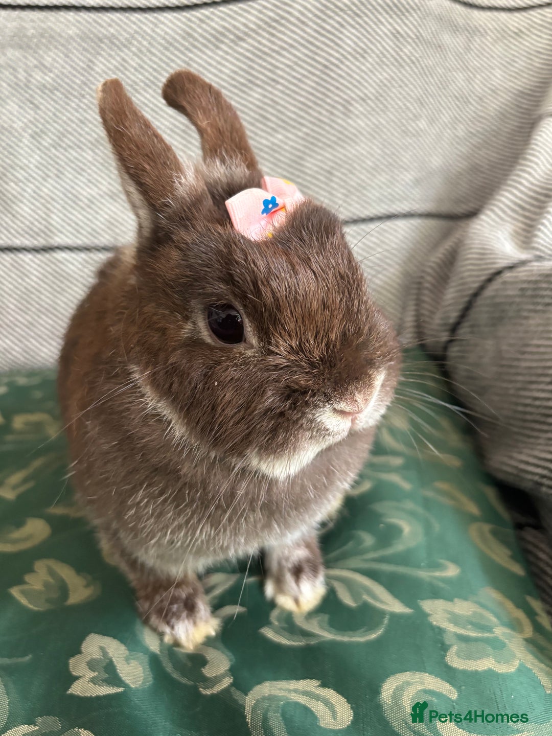 Netherland Dwarf rabbits for sale:  🌼(1yo) pedigree ND not-spayed free roam🌼 in Harrow - Image 4