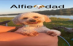 Poochon dogs for sale: F2 poochon  - Image 7