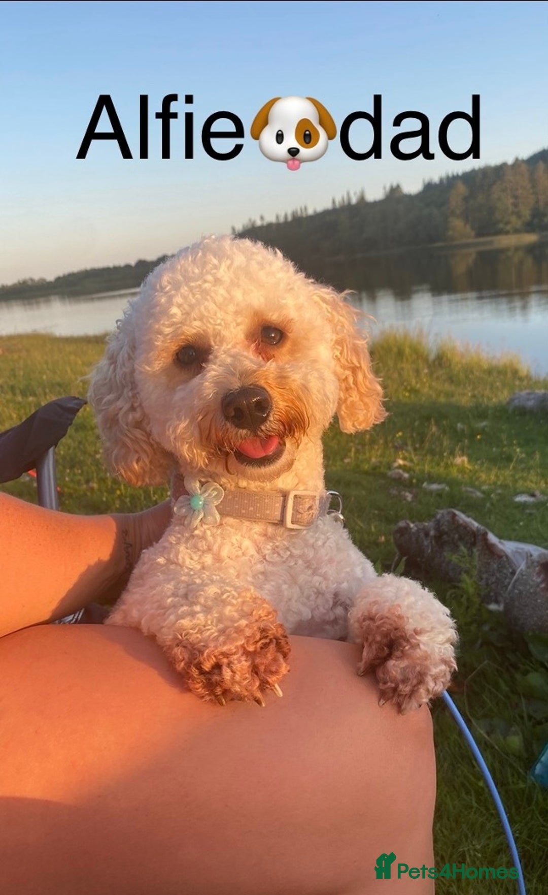 Poochon dogs for sale: F2 poochon  - Image 7