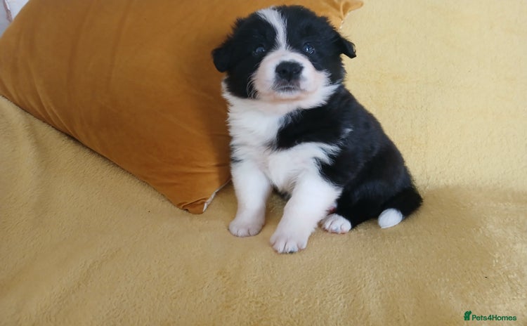 Border Collie dogs - Advert 1
