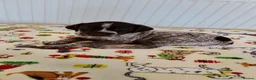 Mixed Breed dogs for sale: GSP x GWP puppies in Shefford - Advert 5