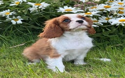 Cavalier King Charles Spaniel dogs for sale: Beautiful Blenheim Cavalier King Charles puppies - Image 1