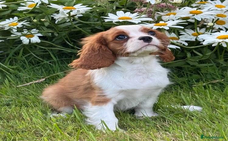 Cavalier King Charles Spaniel dogs - Advert 4