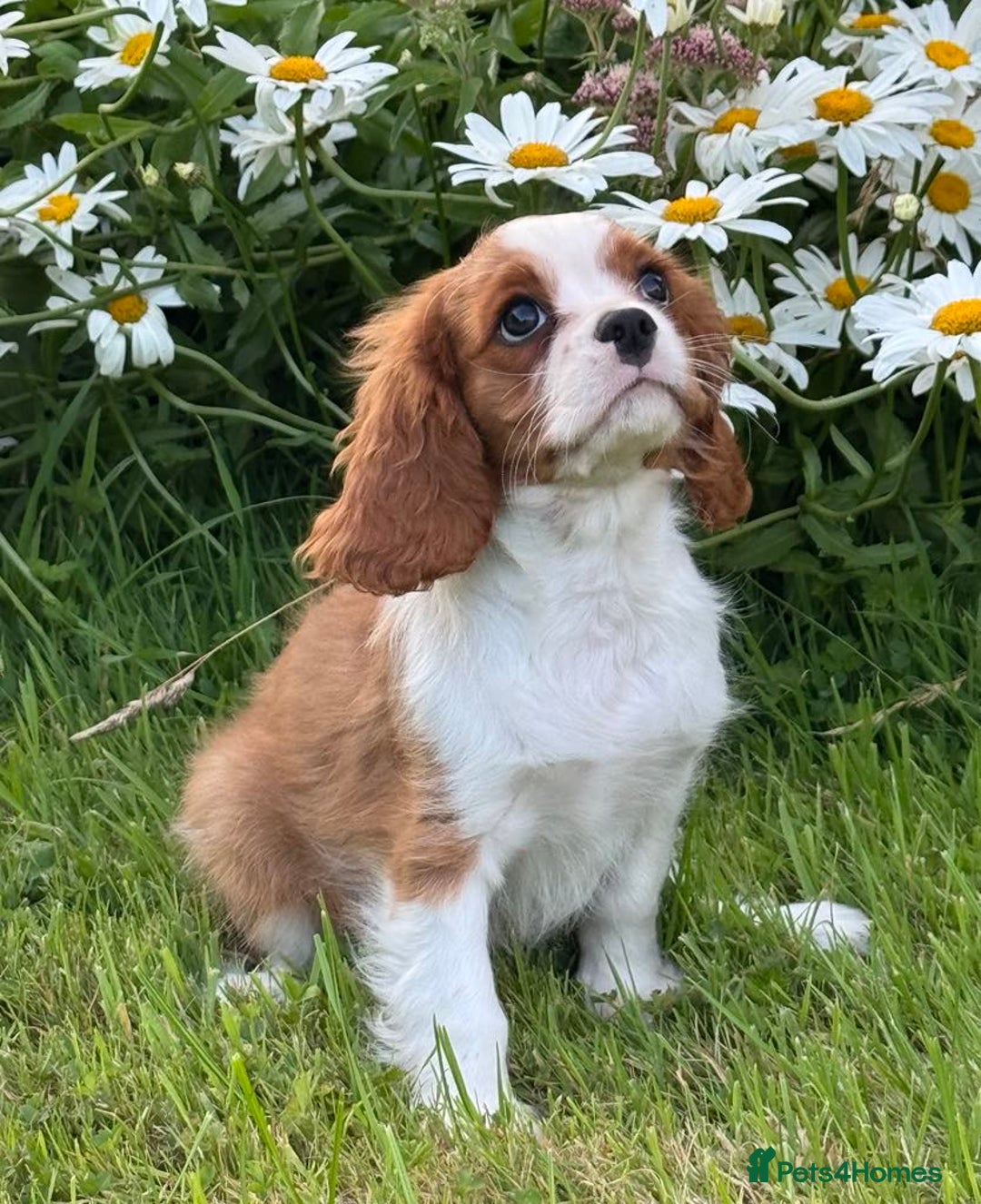 Cavalier King Charles Spaniel dogs for sale: Beautiful Blenheim Cavalier King Charles puppies - Image 1
