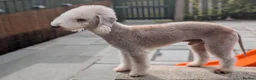 Bedlington Terrier dogs for stud: KC Liver Bedlington Terrier – Available at Stud - Advert 6