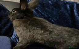 Mini Lop rabbits for sale: 3 rabbits  - Image 2