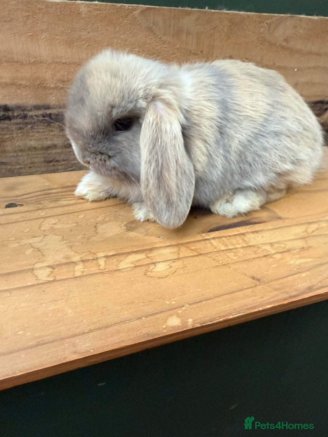 Mini Lop rabbits for sale: MINI LOP BUNNIES / PEDIGREE  - Image 11