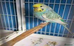 Budgerigars birds for sale: Clearbody colour budgierigar(minis) for sale. - Image 7