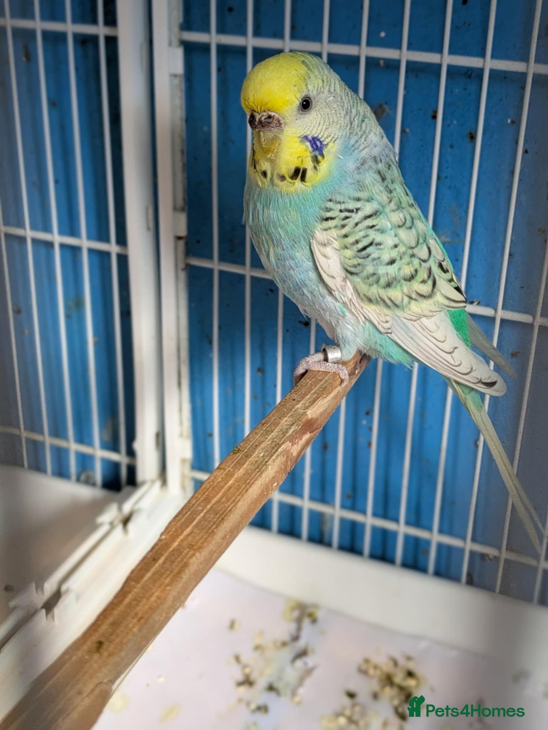 Budgerigars birds for sale: Clearbody colour budgierigar(minis) for sale. - Image 7