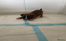 Boxer dogs for sale: Stunning Bob and long tail litter - Image 13