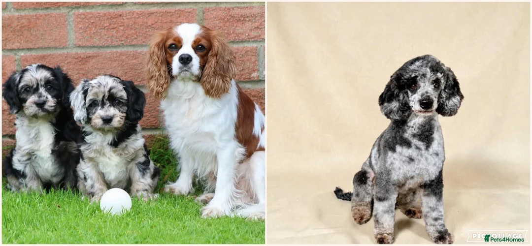 Cavapoo dogs for sale: Beautiful Cavapoo puppies for sale - Advert 2