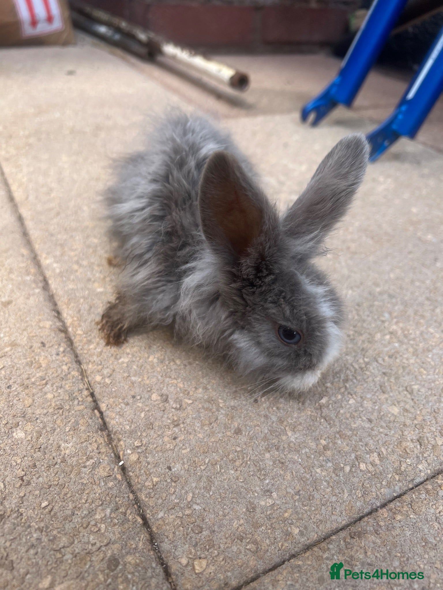 Mixed Breed rabbits Bunny rabbits  - Advert 1