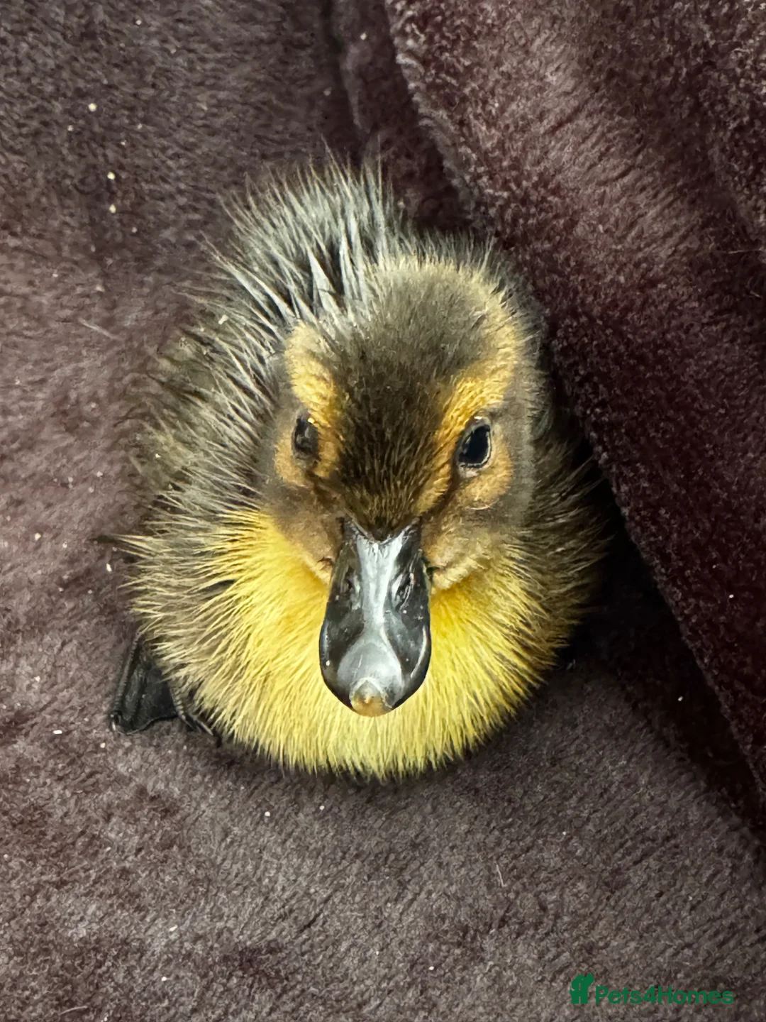 Ducks poultry for sale: Ducklings  - Advert 2