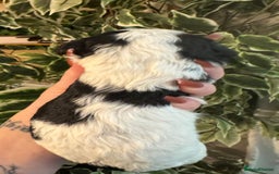 Cavapoo dogs for sale: Beautiful fully DNA tested Cavapoo's  - Image 32