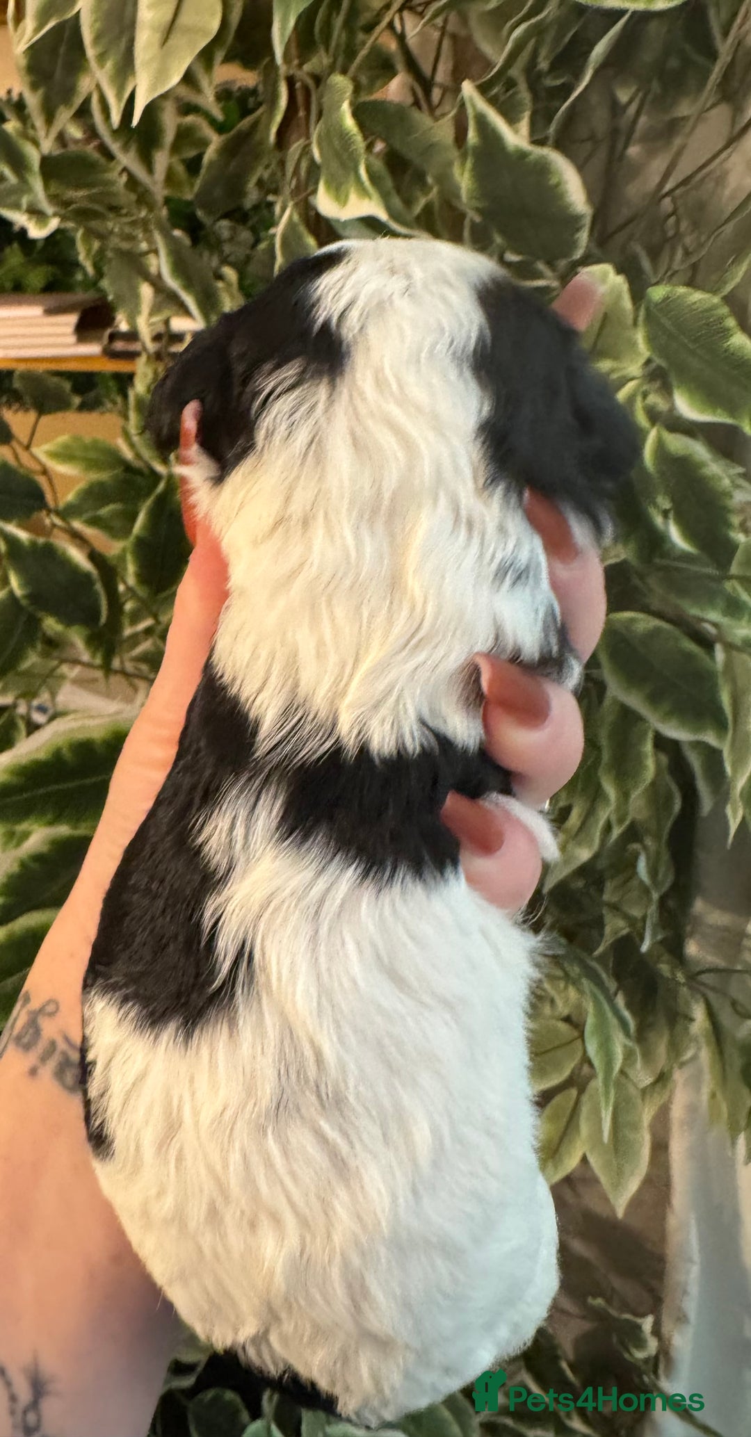 Cavapoo dogs for sale: Beautiful fully DNA tested Cavapoo's  - Image 32