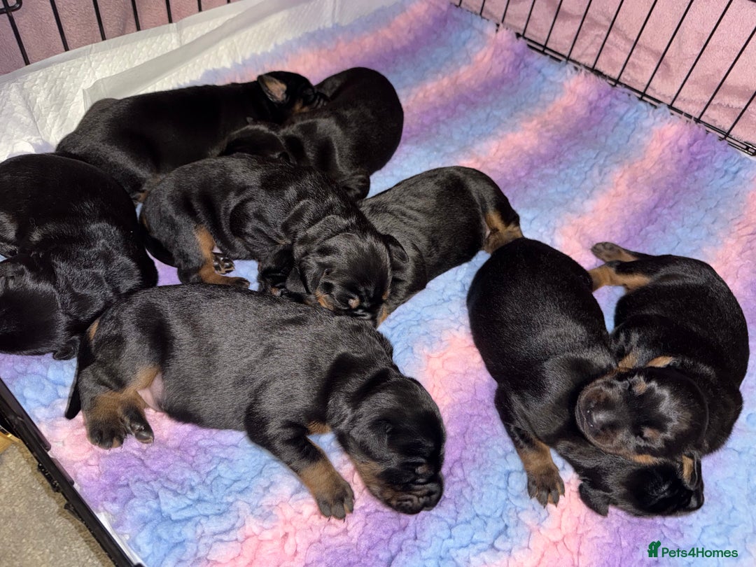 Dobermann dogs for sale: Stunning Top/Best Bloodline Dobermanns For Sale* - Advert 33