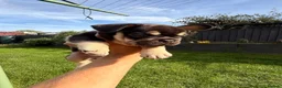 French Bulldog dogs for sale: Pedigree French Bulldog Puppies-home reared  in Milton Keynes - Advert 6