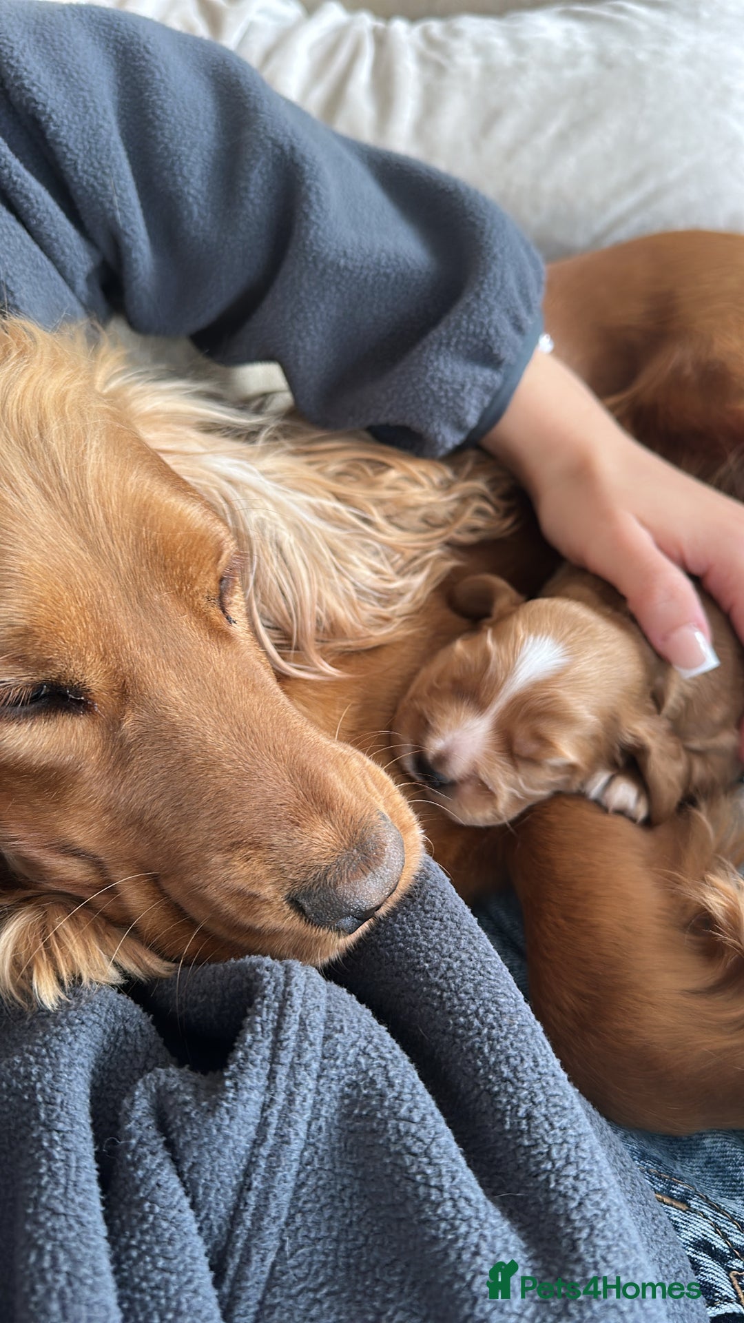 Cocker Spaniel dogs for sale: READY! ONE & ONLY! Adorable Female Cocker Puppy in Cheltenham - Image 21