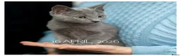 Russian Blue cats for sale: Adorable Russian Blue Kitten. TICA. - Advert 4