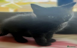 Mixed Breed cats for sale: Beautiful Litter of 4 kittens  - Image 7