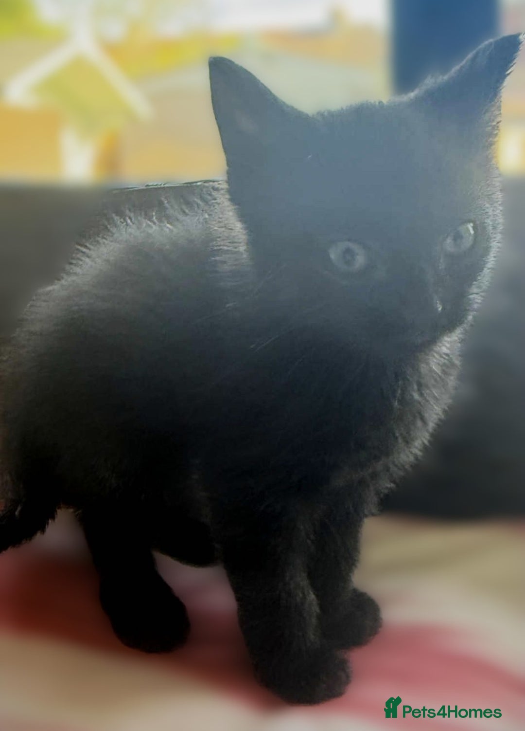 Mixed Breed cats for sale: Beautiful Litter of 4 kittens  - Image 7