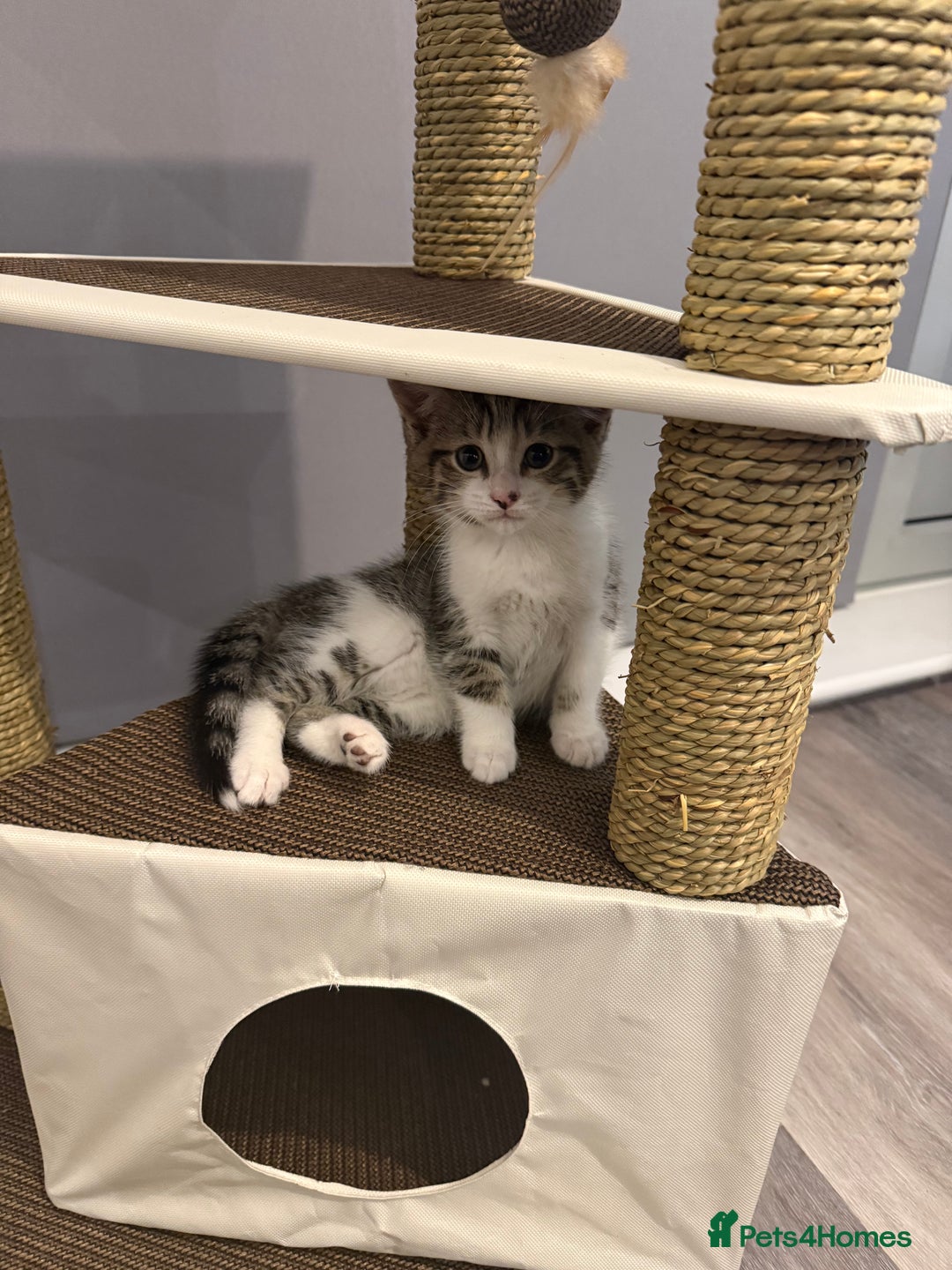 Mixed Breed cats for sale: Male kitten for sale  - Advert 7