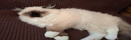 Ragdoll cats for sale: GCCF Reg. Ragdoll kittens Champion lines - Advert 9