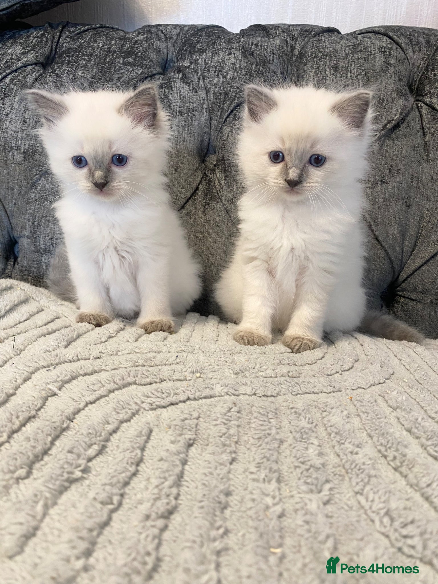 Ragdoll cats Ragdoll Kittens - Advert 1